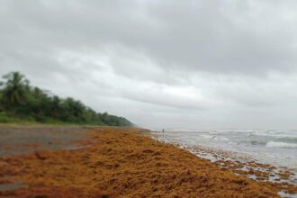 Turismo en alerta: MINAE reporta sargazo en Caribe Norte