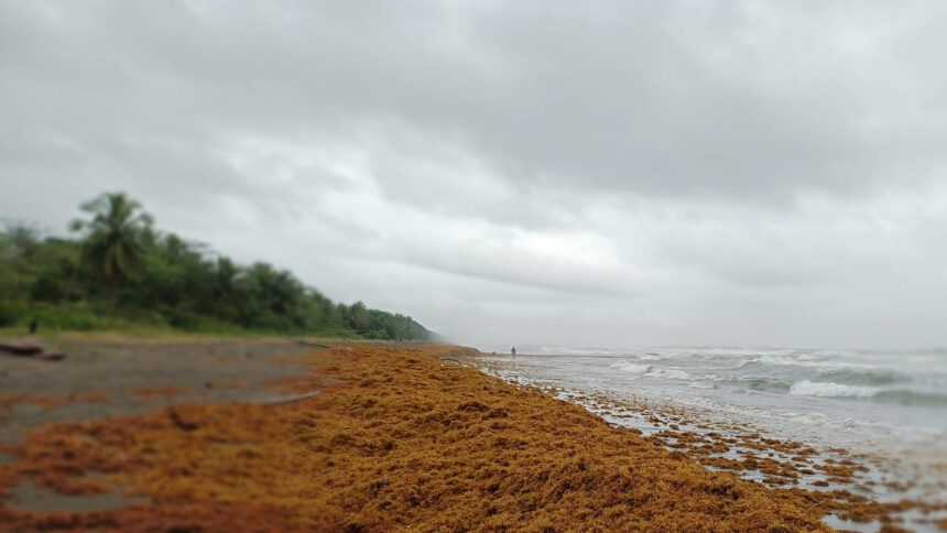 Turismo en alerta: MINAE reporta sargazo en Caribe Norte