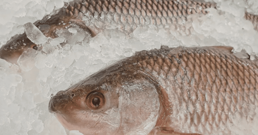 escamas de pescado y cristales de hielo