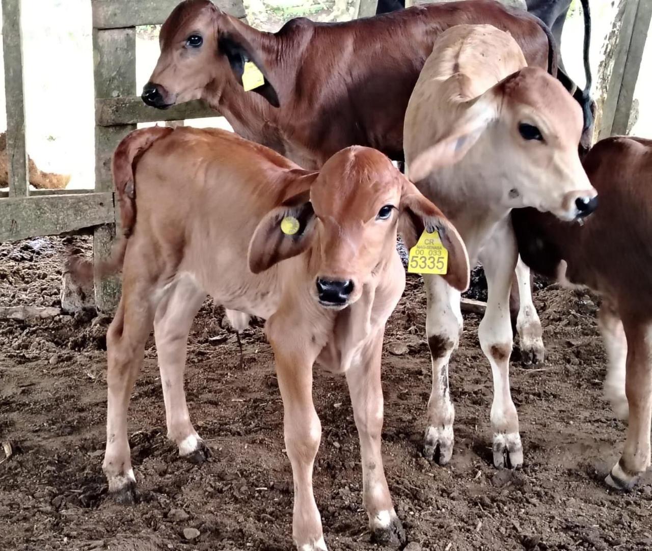 Trazabilidad bovina en Costa Rica