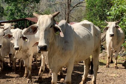  Rabia paralítica bovina: SENASA activa protocolo en Upala