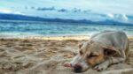 ¿Viajás con tus mascotas? Evitá estos errores fatales en la playa o montaña