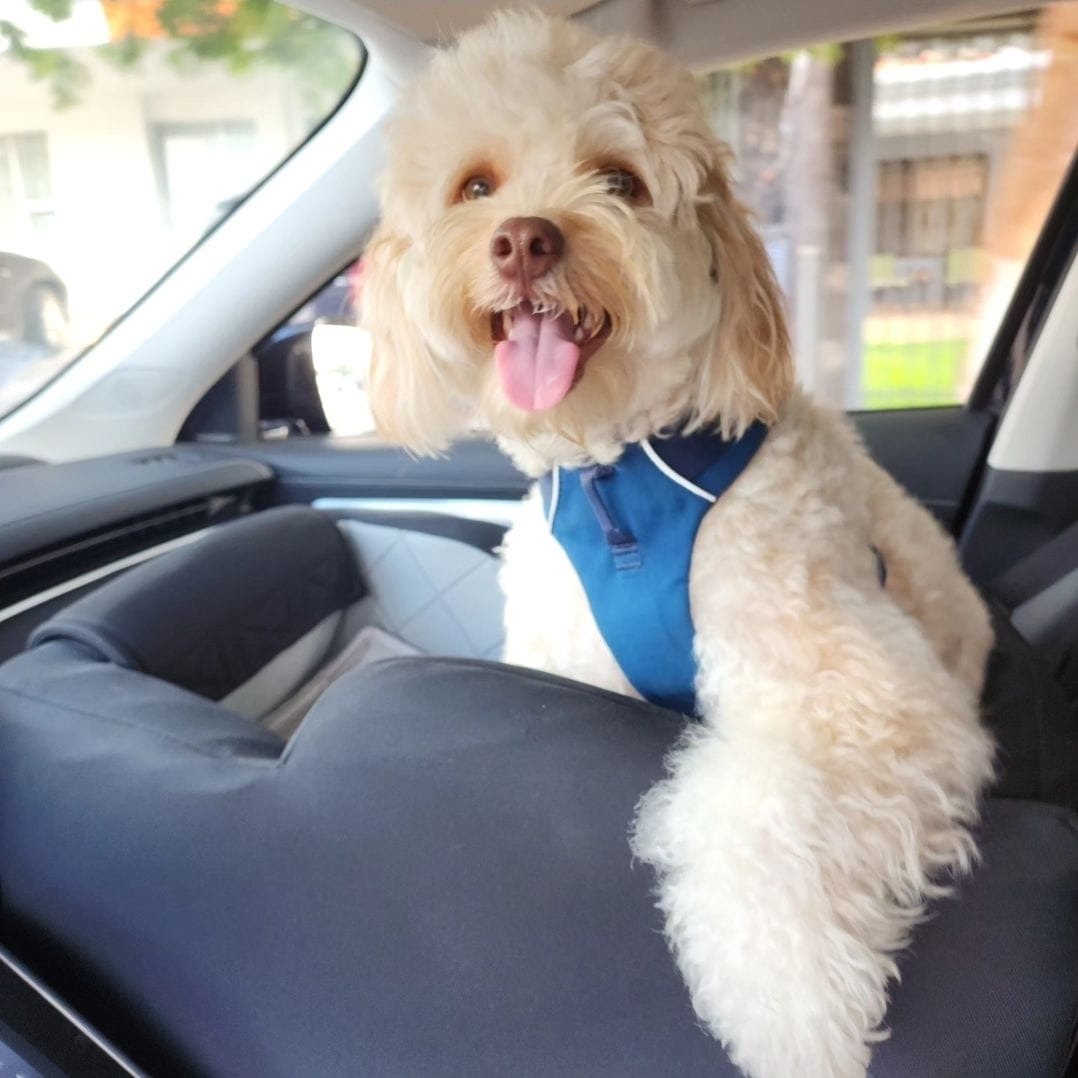 Mascotas en carro sujetas con arnés