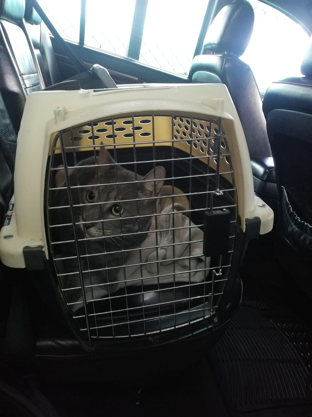 Mascotas en carro sujetas con arnés