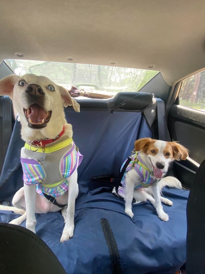 Mascotas en carro sujetas con arnés