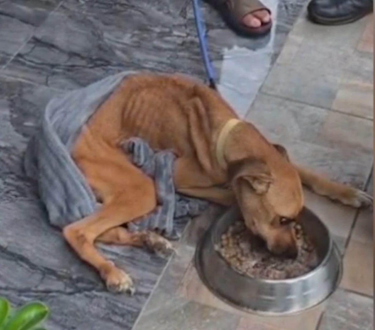 Policía Turística rescata perro abandonado en Golfito.