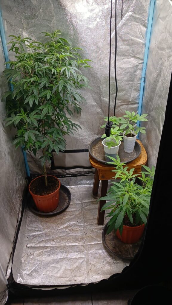 OIJ Heredia laboratorio hidropónico operativo antidrogas