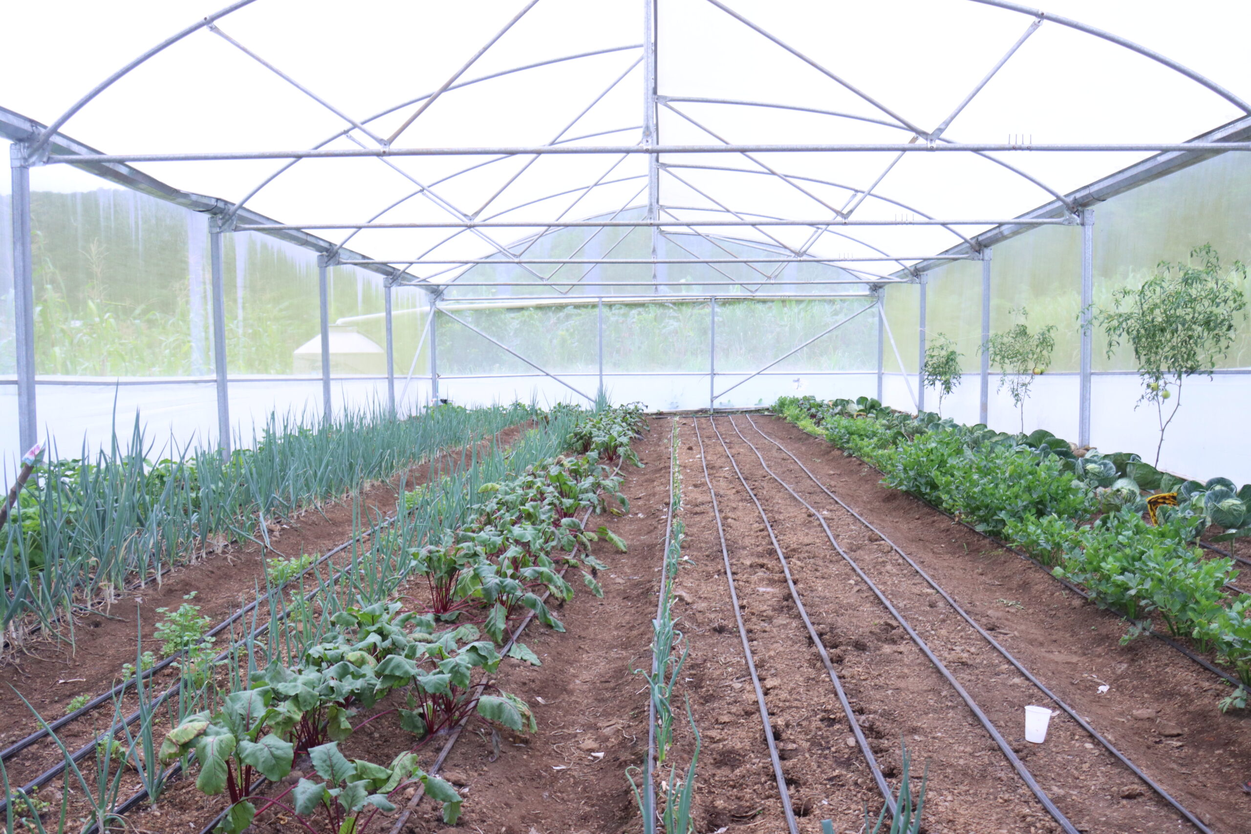 Inder en Cartago entrega invernaderos y escrituras