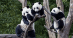 ¡El lado más salvaje de China! Ben Fogle se adentra en el corazón de Sichuan para salvar a los pandas