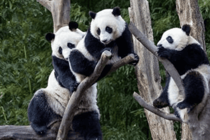 ¡El lado más salvaje de China! Ben Fogle se adentra en el corazón de Sichuan para salvar a los pandas