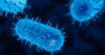 amebas-compuesto-marino-infecciones