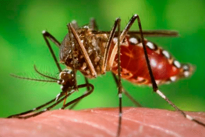 Crisis del dengue mundial afecta al turismo global en 2025