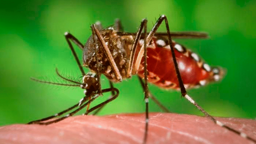 Crisis del dengue mundial afecta al turismo global en 2025