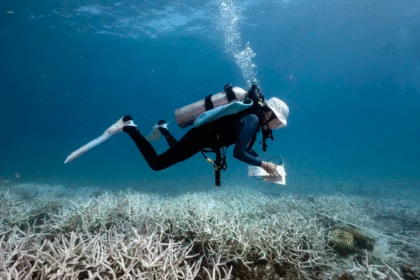 年轻潜水员与科学家携手拯救波多黎各珊瑚礁