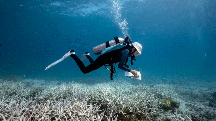 年轻潜水员与科学家携手拯救波多黎各珊瑚礁