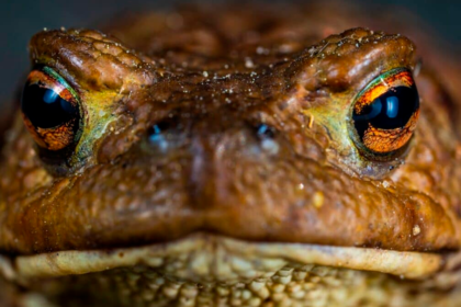 Investigadores prueban bacteria de rana como posible tratamiento contra el cáncer