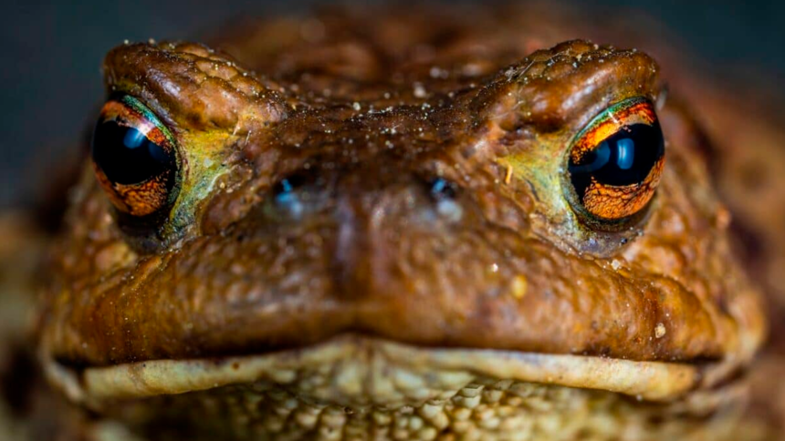 Investigadores prueban bacteria de rana como posible tratamiento contra el cáncer