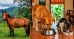 ¡Atención peregrinos! La fuerte advertencia de SENASA sobre llevar mascotas a Cartago