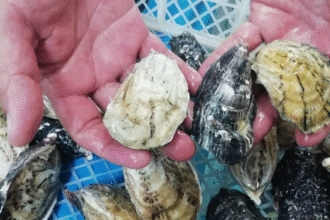 Marea roja: SENASA prohíbe extracción y venta de moluscos en Puntarenas