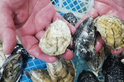 Marea roja: SENASA prohíbe extracción y venta de moluscos en Puntarenas