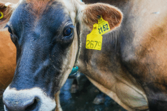 Trazabilidad bovina en Costa Rica