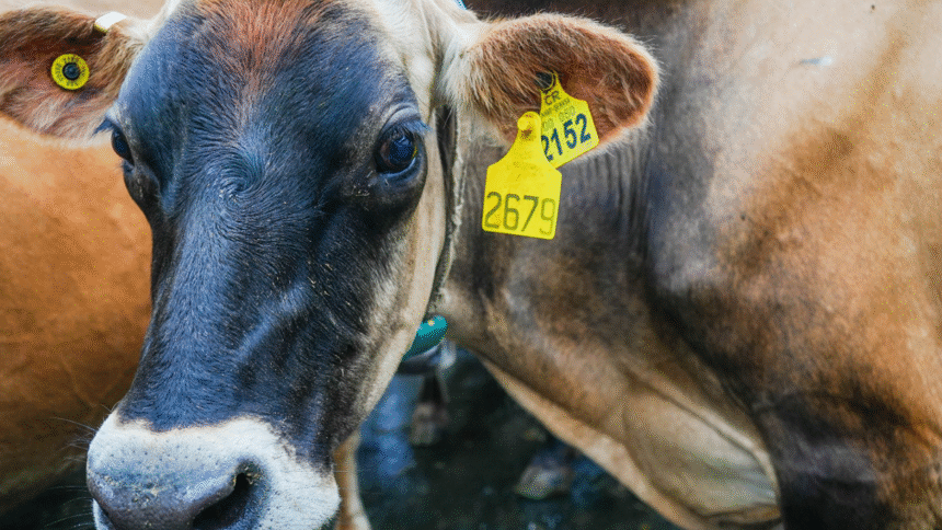 Trazabilidad bovina en Costa Rica