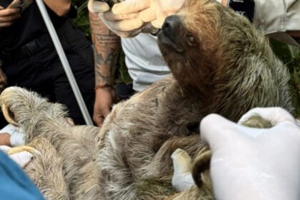 trafico-ilegal-perezosos-costa-rica-