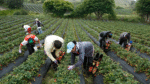 INS Riesgos del Trabajo, días de incapacidad 2024, seguridad laboral agrícola, prevención de accidentes agro