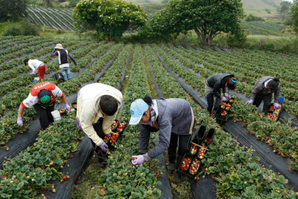 INS Riesgos del Trabajo, días de incapacidad 2024, seguridad laboral agrícola, prevención de accidentes agro