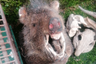 Fuerza Pública / SINAC.