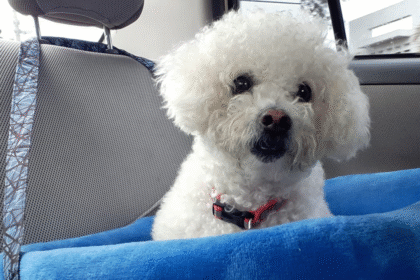 Mascotas en carro sujetas con arnés