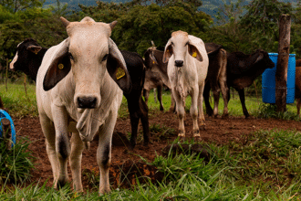 trazabilidad bovina digital Costa Rica