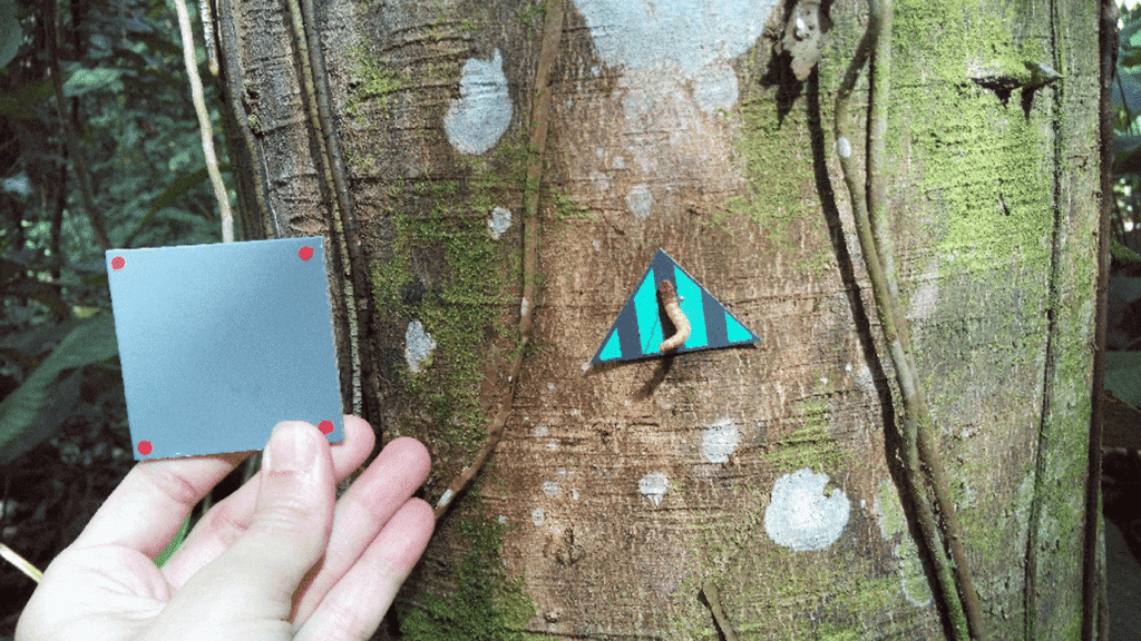 Imagen de Estrategias Antidepredatorias en animales estudiados