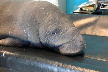 Manatí bebé rescatado por primera vez en Costa Rica