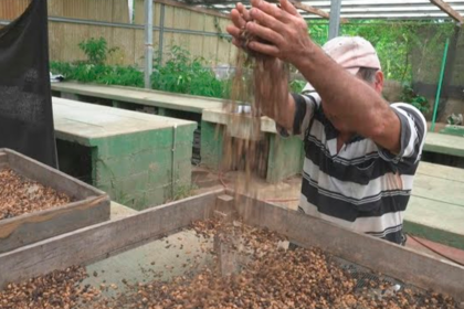 Industria de semillas de Costa Rica busca inversión