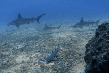 ataque de tiburón en Costa Rica
