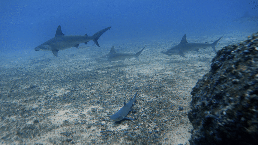 ataque de tiburón en Costa Rica