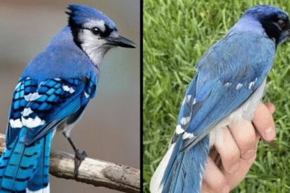 Híbrido entre arrendajos cambio climático