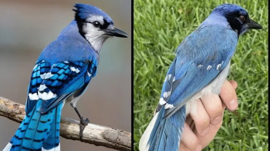 Híbrido entre arrendajos cambio climático