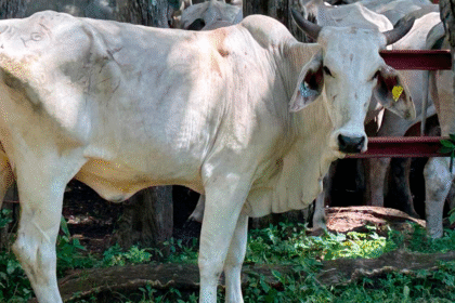 SENASA confirma rabia paralítica bovina en Osa y aplica medidas sanitarias.