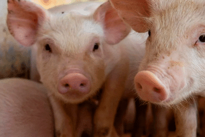 control de productos porcinos en frontera