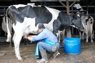 ¡EL COLAPSO DE LOS ENCADENAMIENTOS RURALES