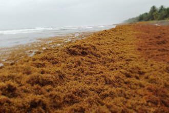 Turismo en el Caribe afectado por arribo masivo de sargazo