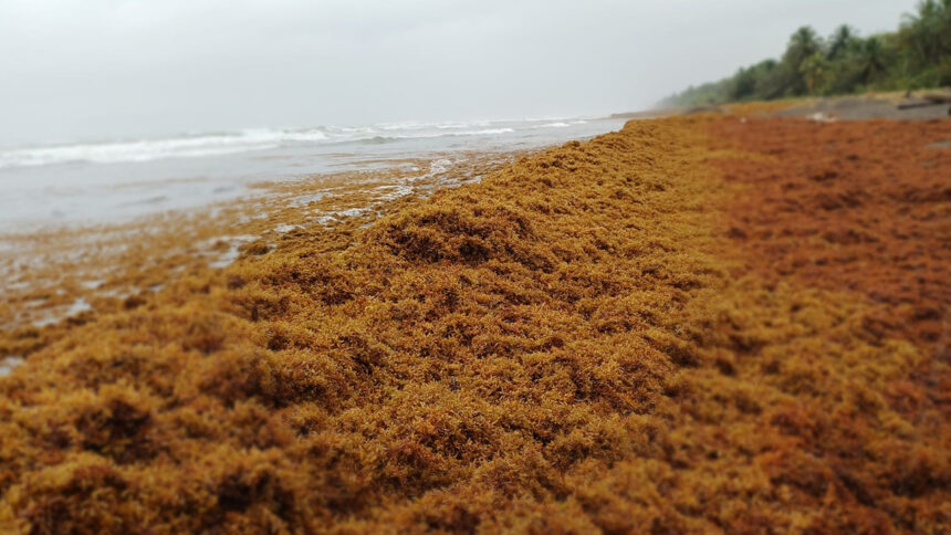 Turismo en el Caribe afectado por arribo masivo de sargazo