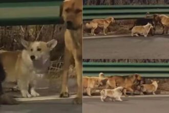 Siete perros perdidos