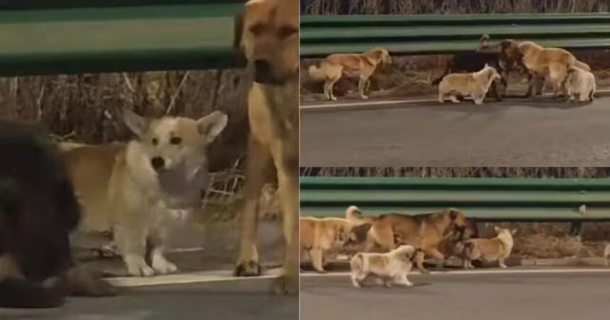 Siete perros perdidos