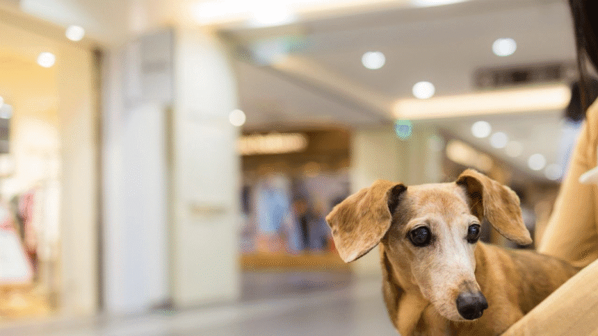 “Póliza mascotas INS protege a dueños en Costa Rica”