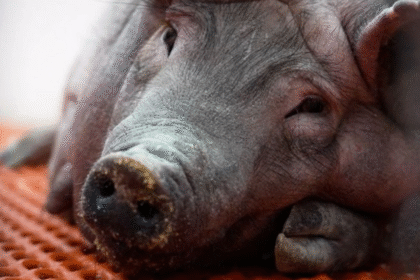 riñón de cerdo en ensayo