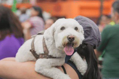 Personas ingresan a un centro de votación mientras el TSE recuerda que prohiben animales en el local y el recinto