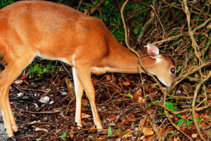 Venado silvestre como alternativa climática a la res